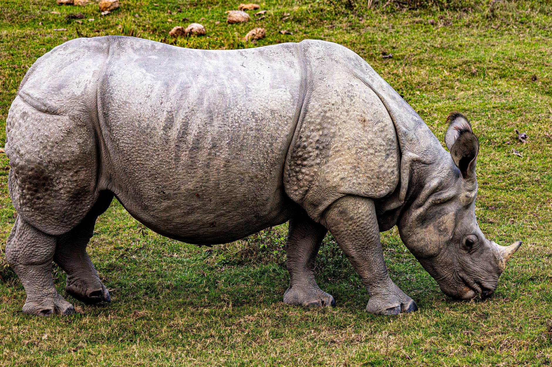 India rhino recovery